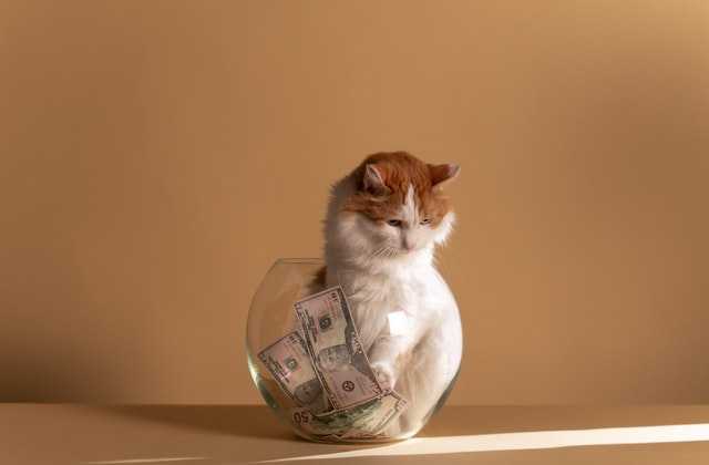 Кот сидит в аквариуме с деньгами, потому что водный элемент, находящийся в доме, – один из способов, как привлечь деньги
